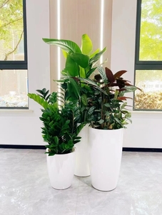 超实惠的花卉租赁，前湾为你打造缤纷小天地！